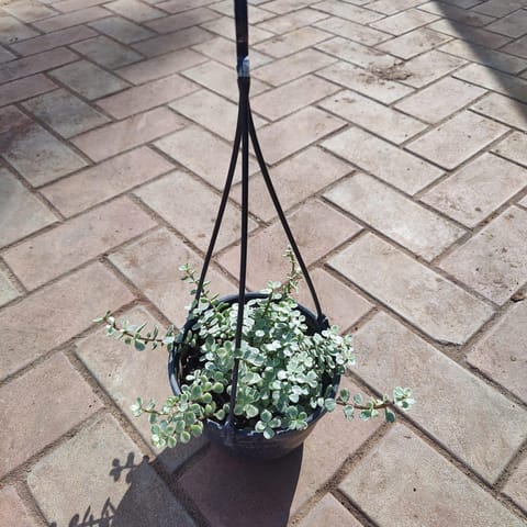Jade White in 6 Inch Live Plant Hanging Basket