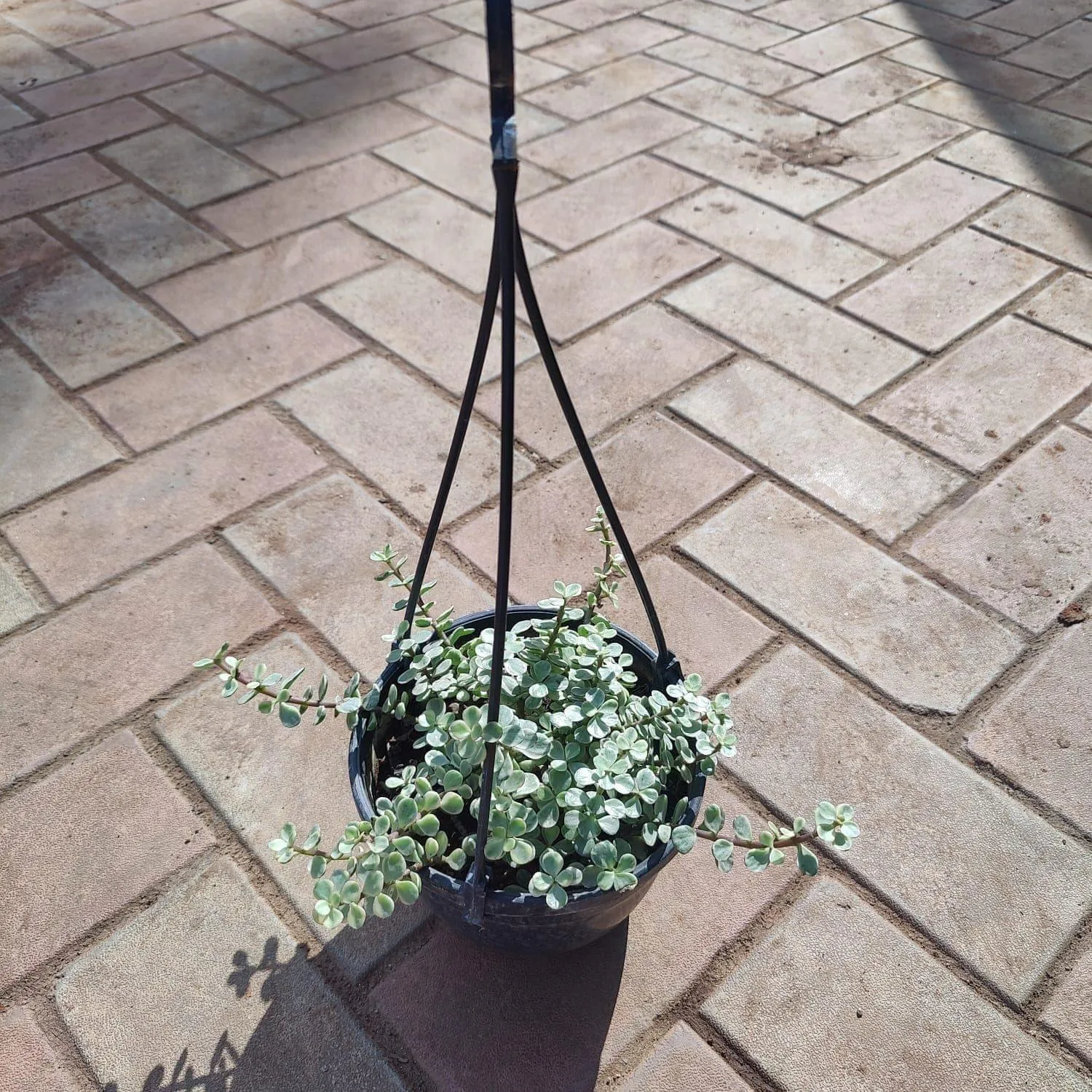 Jade White in 6 Inch Hanging Basket