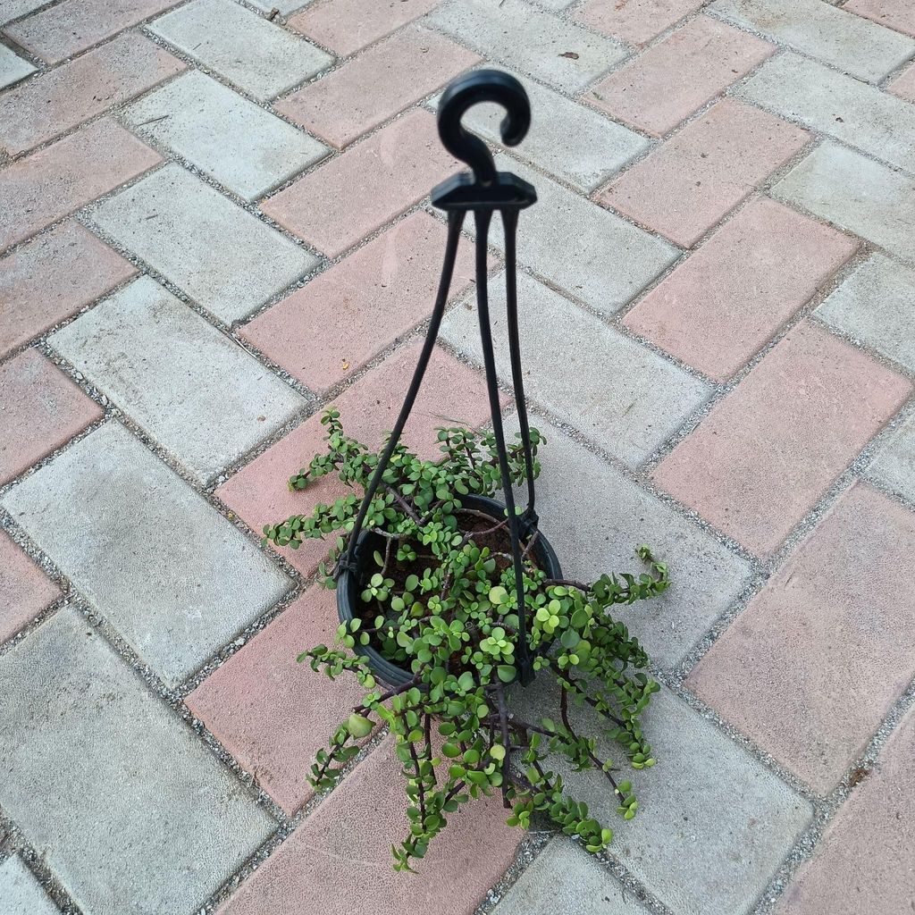 Buy Jade in 4 Inch Hanging basket Online | Urvann.com Jade in 4 Inch Hanging basket