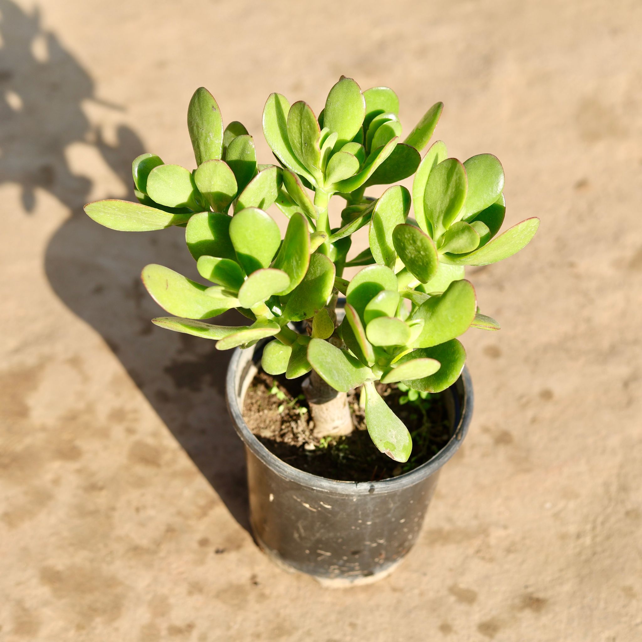 Lucky Jade in 6 Inch Nursery Pot