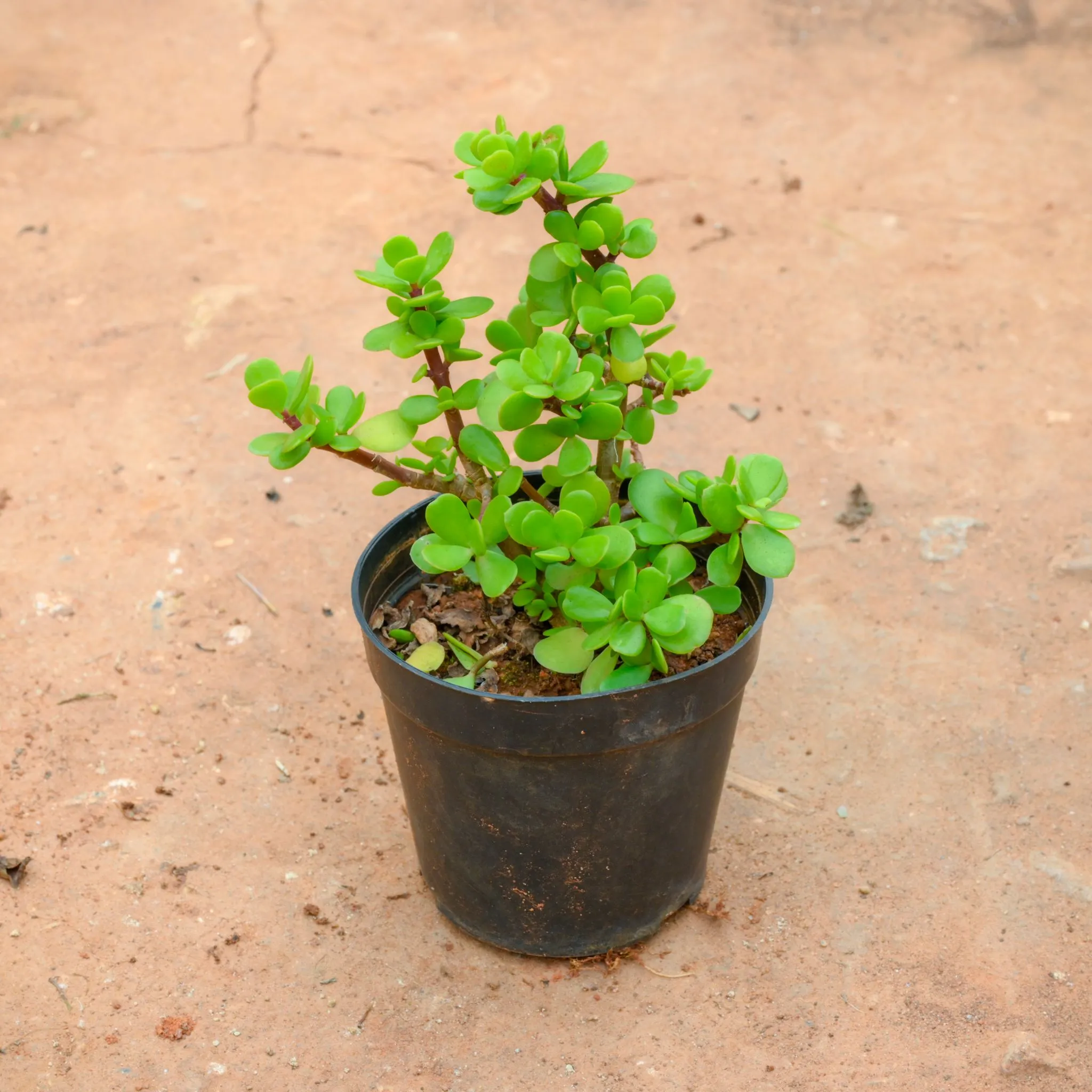 Jade in 4 Inch Nursery Pot