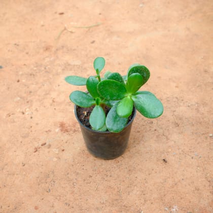 Buy Crassula Jade in 3 Inch Nursery Pot Online | Urvann.com