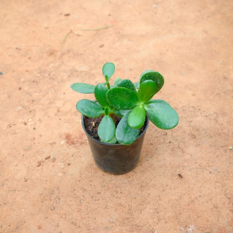 Crassula Jade in 3 Inch Nursery Pot