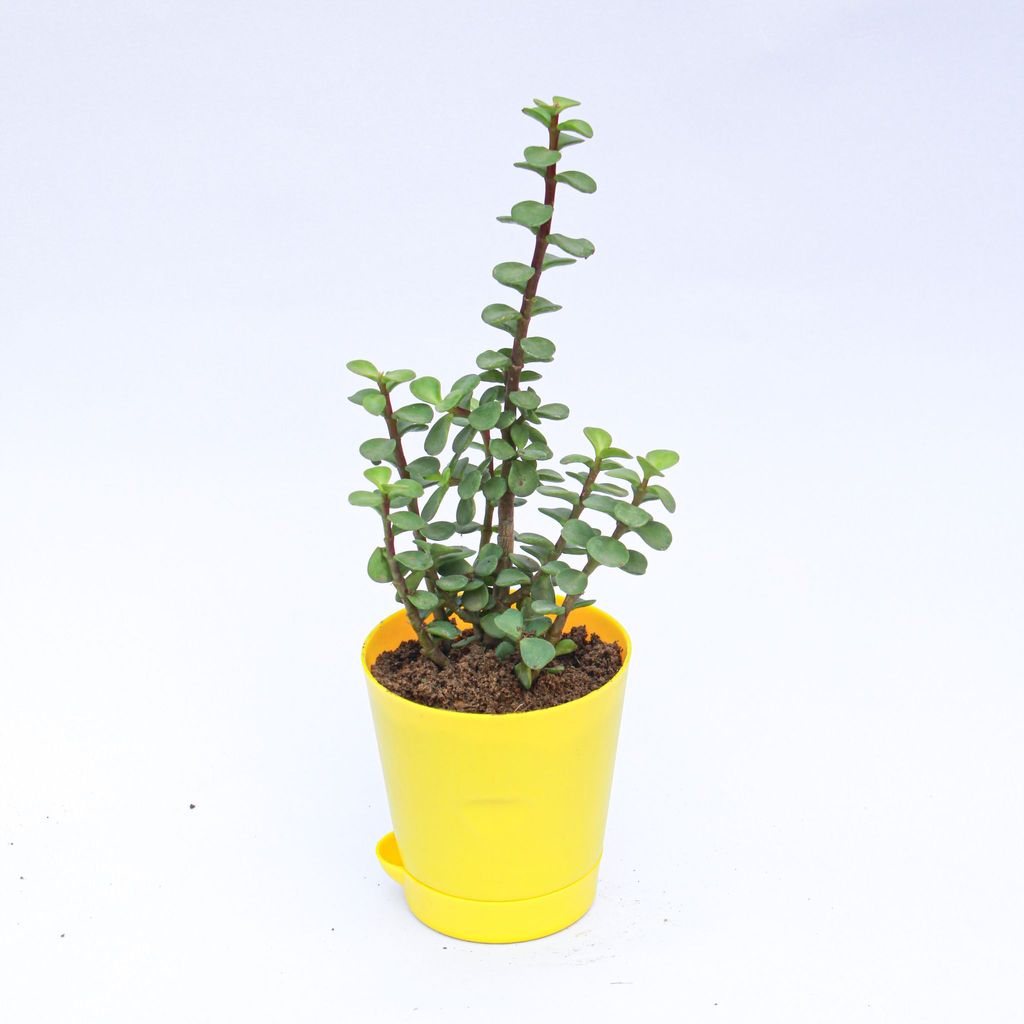Jade in 4 Inch Yellow Florence Self Watering Pot