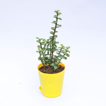 Buy Jade in 4 Inch Yellow Florence Self Watering Pot Online | Urvann.com