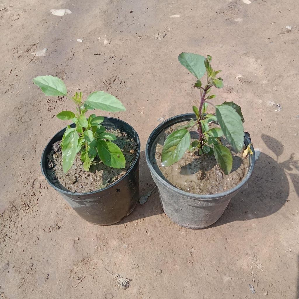 Buy Set Of 2 - Tulsi (Rama & Shyama) In 4 Inch Plastic Pot Online | Urvann.com Set Of 2 - Tulsi (Rama & Shyama) in 4 Inch Nursery Pot