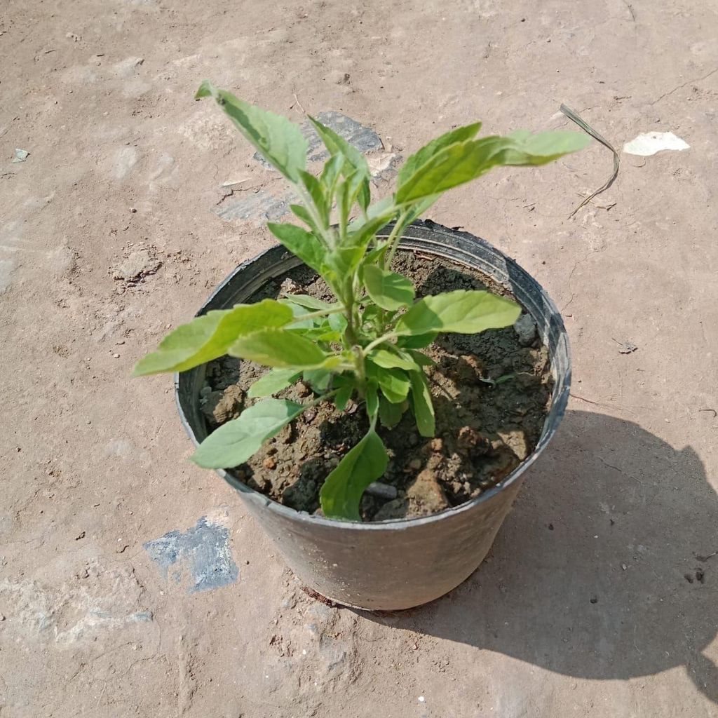 Rama Tulsi in 4 Inch Nursery Pot