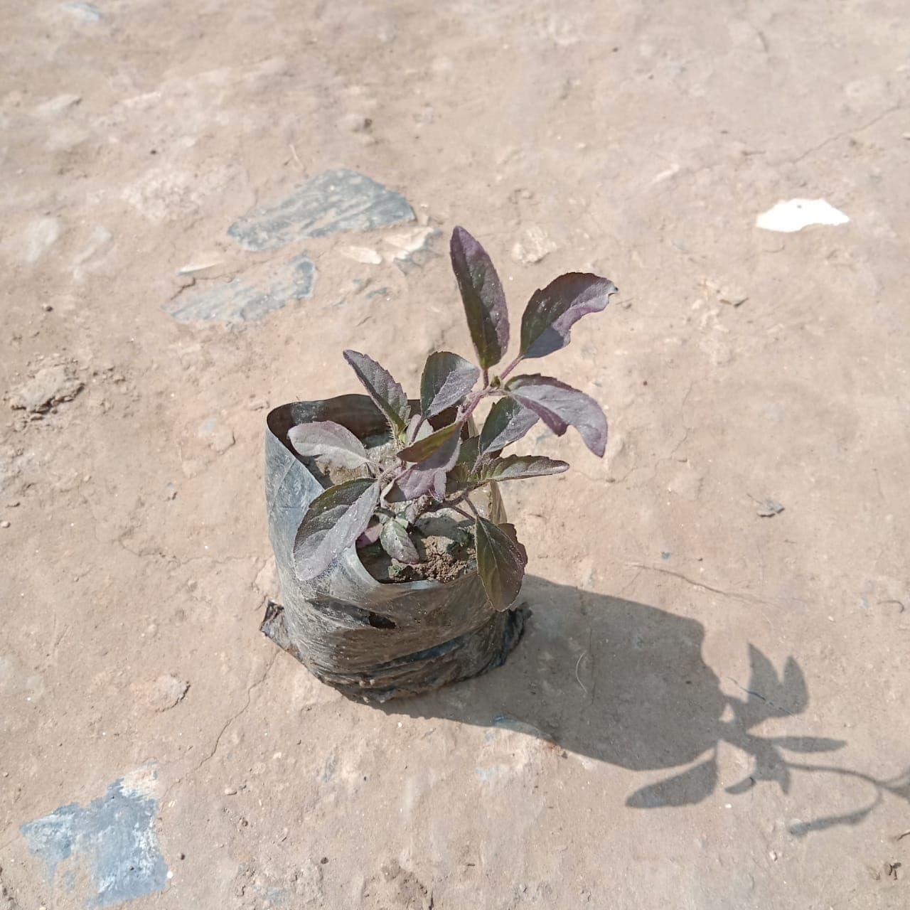 Shayama Tulsi in 4 Inch Nursery Bag