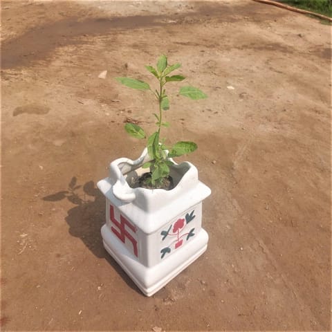 Tulsi / Holy Basil in 5 X 10 Inch Live Fresh Plant White Ceramic Tulsi Planter in Manori
