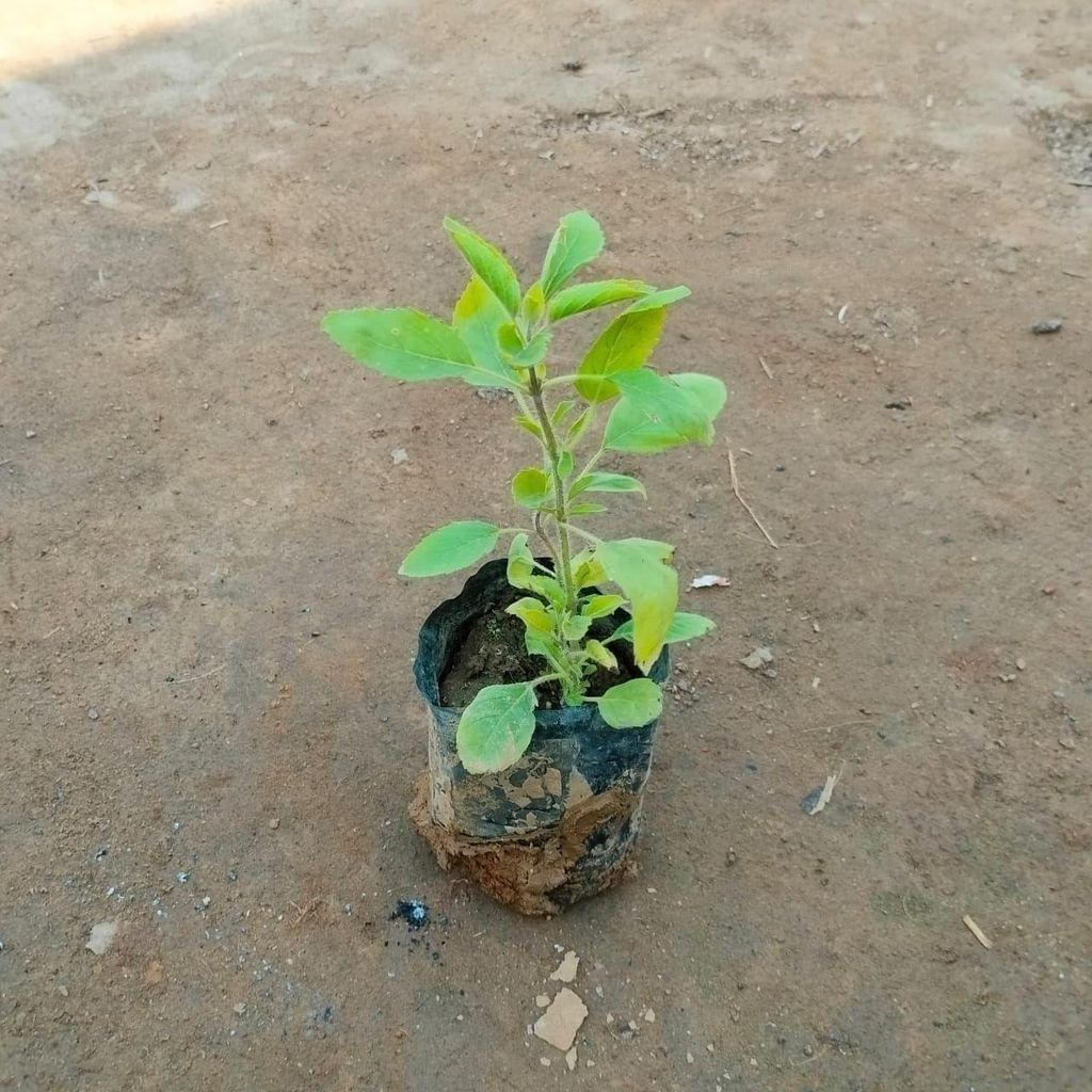 Buy Tulsi / Holy Basil in 3 Inch Nursery Bag Online | Urvann.com Tulsi / Holy Basil in 3 Inch Nursery Bag