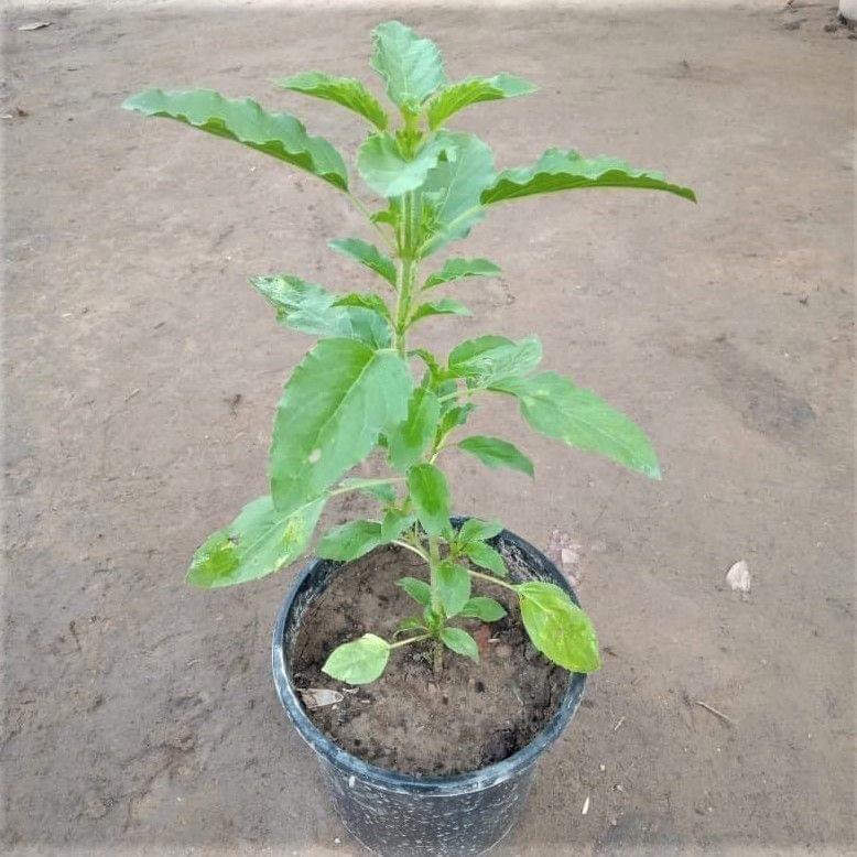 Tulsi Plant in 5 Inch Nursery Pot Tulsi Plant in 5 Inch Nursery Pot