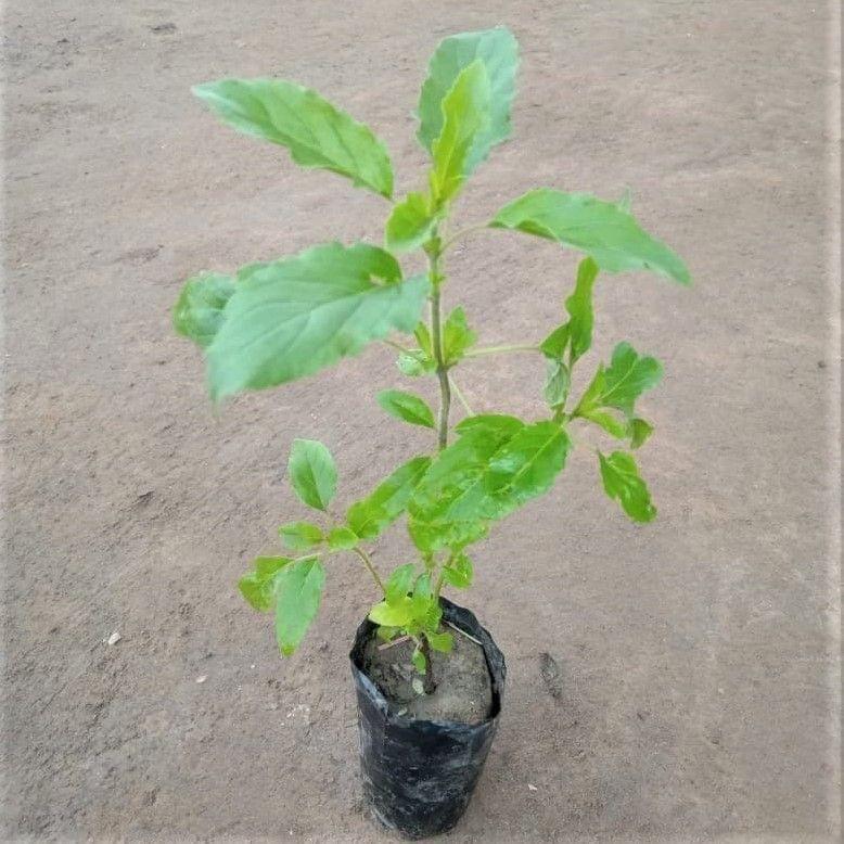 Tulsi Plant in 3 Inch Nursery Bag Tulsi Plant in 3 Inch Nursery Bag