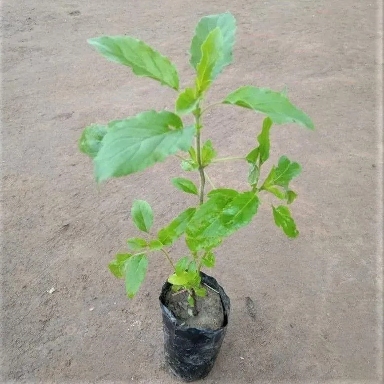 Tulsi Plant in 3 Inch Nursery Bag