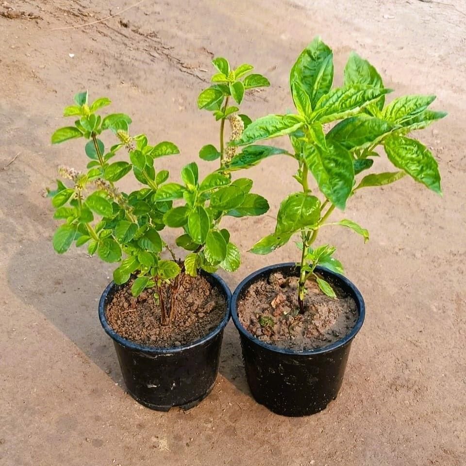 Set of 2 - Kapoor / Kedarnath Tulsi & Thai Basil in 6 Inch Nursery Pot
