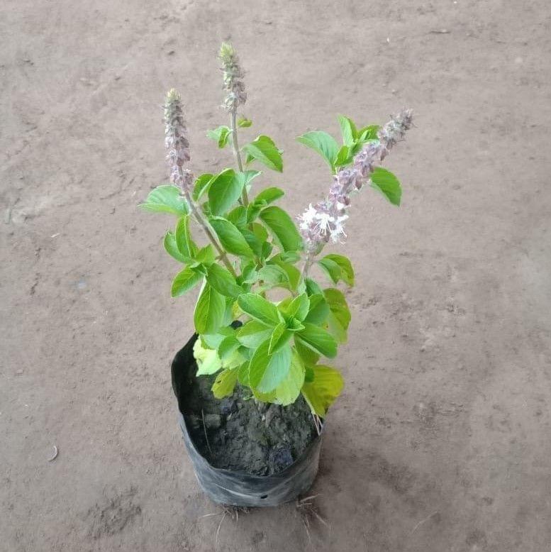 Buy Kapoor Tulsi / Kedarnath Tulsi in 5 Inch Nursery Bag Online | Urvann.com Kapoor Tulsi / Kedarnath Tulsi in 5 Inch Nursery Bag