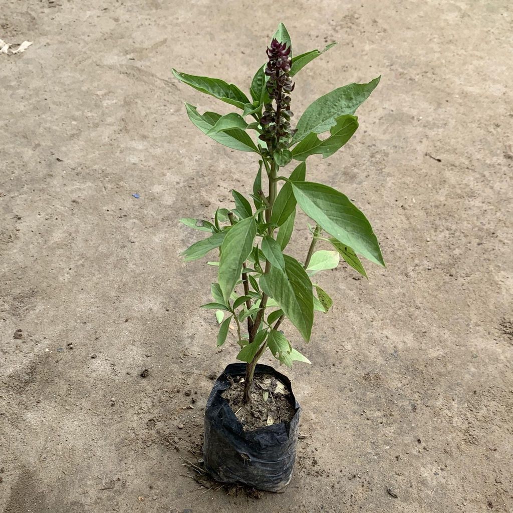 Buy Basil / Tusli in 5 Inch Nursery Bag Online | Urvann.com Basil / Tulsi in 5 Inch Nursery Bag