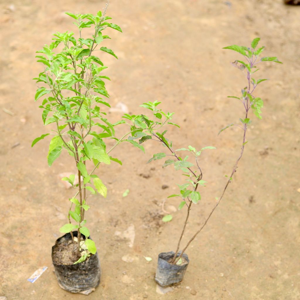 Buy Set of 2 - Rama & Shyama Tulsi in 4 Inch Nursery Bag Online | Urvann.com Set of 2 - Rama & Shyama Tulsi in 4 Inch Nursery Bag