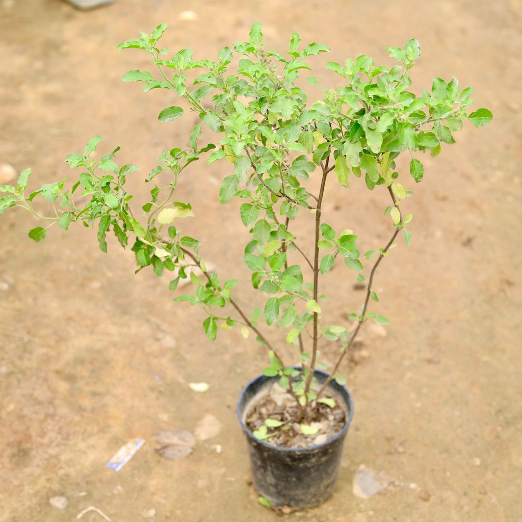 Buy Tulsi / Holy Basil in 5 Inch Plastic Pot Online | Urvann.com Tulsi / Holy Basil in 5 Inch Nursery Pot