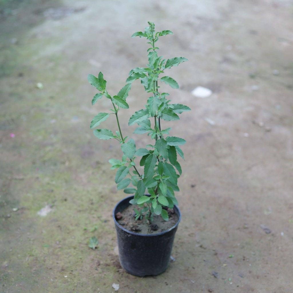 Buy Rama Tulsi in 5 Inch Plastic Pot Online | Urvann.com Rama Tulsi in 5 Inch Nursery Pot