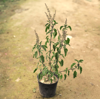 Shyama Tulsi in 5 Inch Nursery Pot
