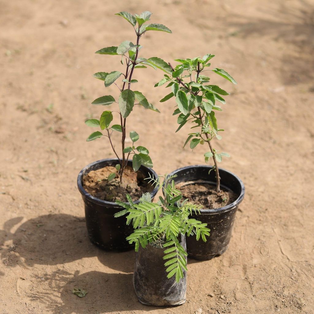 Buy Set of 3 - Shami & Tulsi (Rama & Shyama) in 4 Inch Plastic Pot Online | Urvann.com Set of 3 - Shami & Tulsi (Rama & Shyama) in 4 Inch Nursery Pot