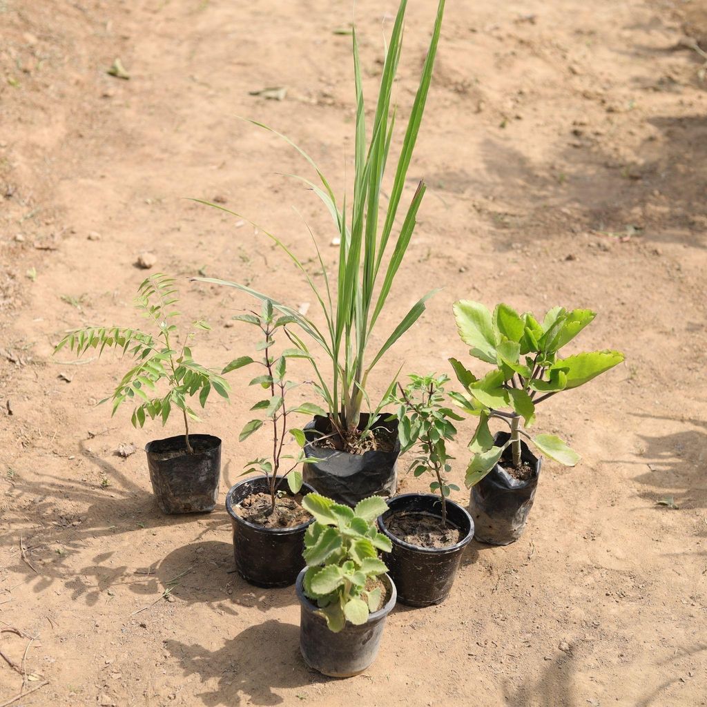 Buy Herb Combo - Set of 6 - Curry patta, Lemon Grass, Pattarchatta, Ajwain, Rama & Shyama Tulsi in 4 Inch Nursery Bag Online | Urvann.com Superstar Herb Combo - Set of 6 - Curry patta, Lemon Grass, Pattarchatta, Ajwain, Rama & Shyama Tulsi in 4 Inch Nursery Bag