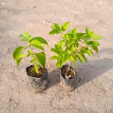 Set Of 2 - Laung Tulsi & Kapoor Tulsi / Kedarnath Tulsi in 3 Inch Nursery Bag