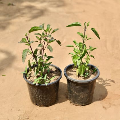 Buy Set Of 2 - Tulsi (Rama & Shyama) In 6 Inch Plastic Pot Online | Urvann.com