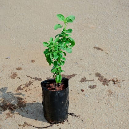 Buy Rama Tulsi in 4 Inch Nursery Bag Online | Urvann.com