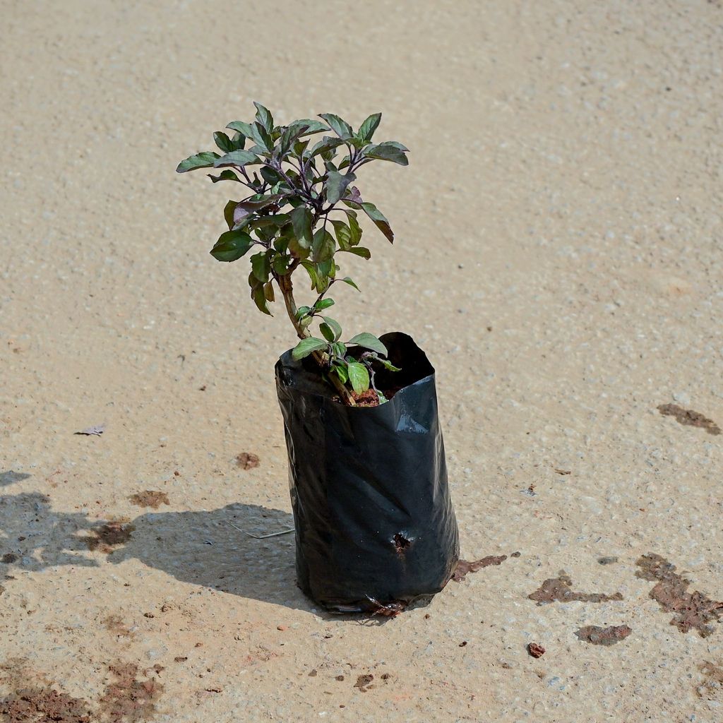 Buy Shyama Tulsi in 4 Inch Nursery Bag Online | Urvann.com Shyama Tulsi in 4 Inch Nursery Bag