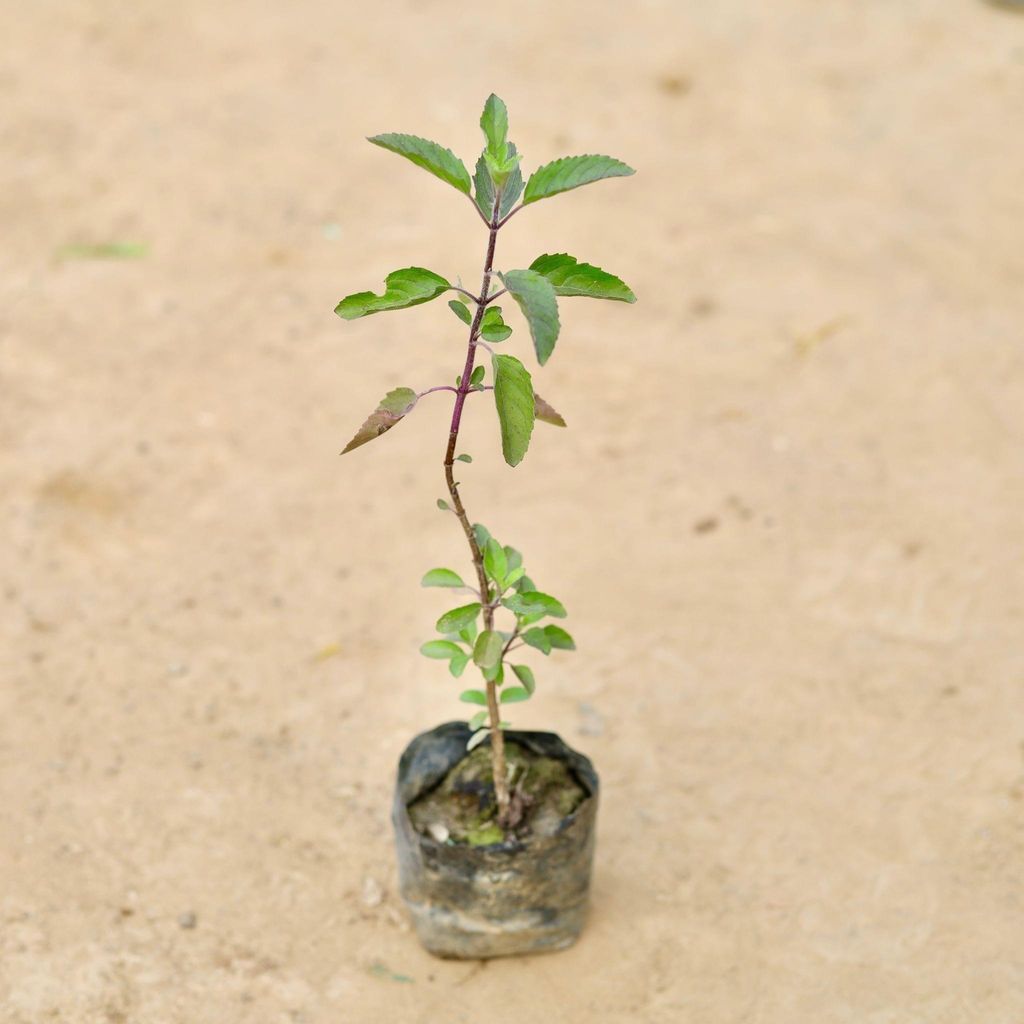 Buy Shyama Tulsi in 4 Inch Nursery Bag Online | Urvann.com Tulsi / Basil in 4 Inch Nursery Bag