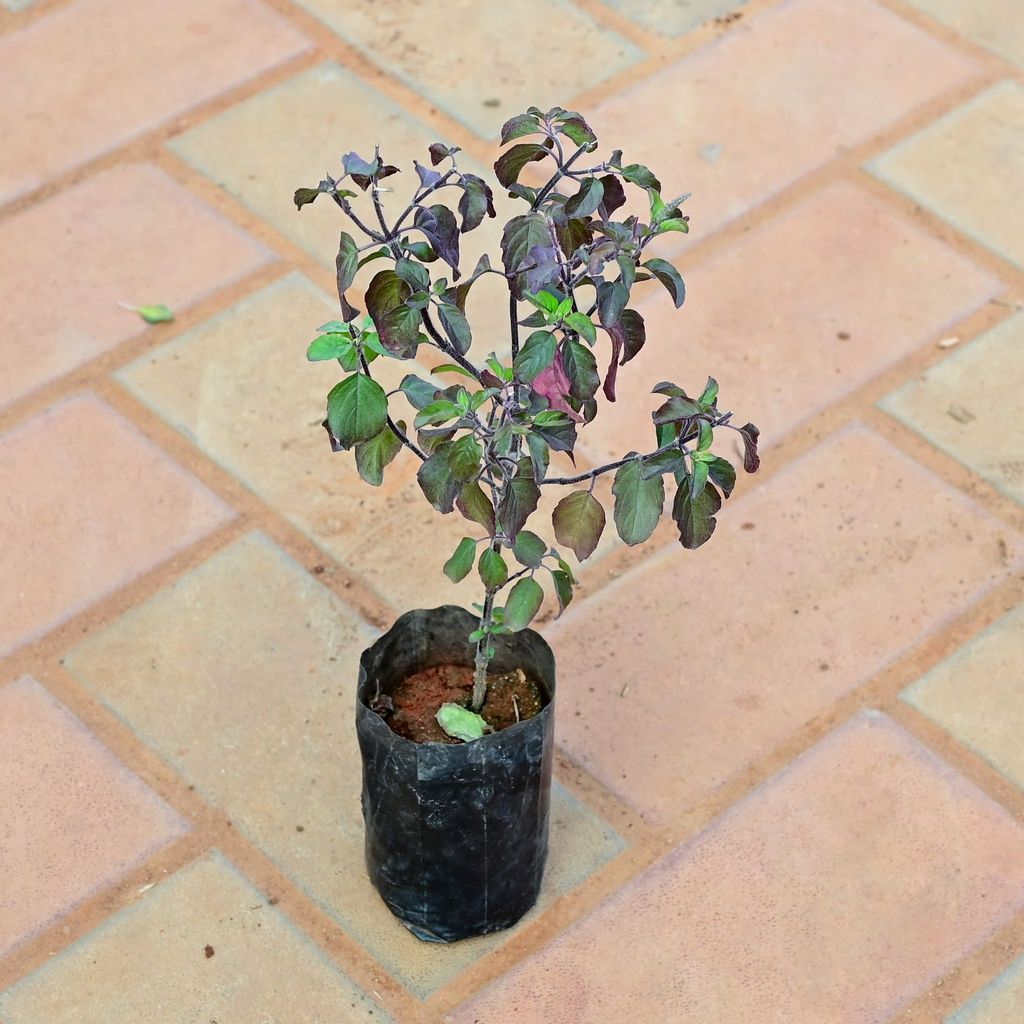 Buy Shyama Tulsi in 3 Inch Nursery Bag Online | Urvann.com Shyama Tulsi in 3 Inch Nursery Bag
