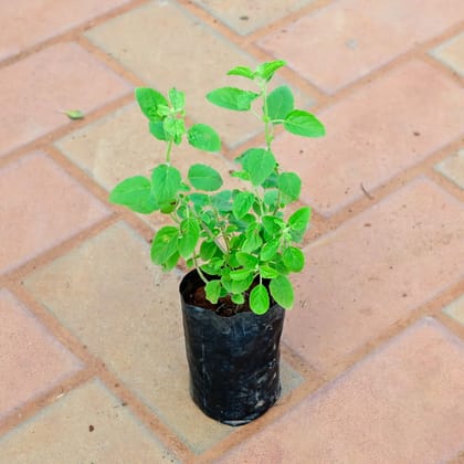 Buy Rama Tulsi in 3 Inch Nursery Bag Online | Urvann.com