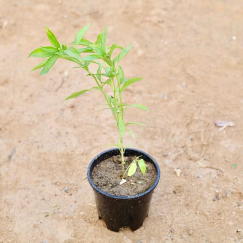 Sweet Basil / Marwa Tulsi in 6 Inch Nursery Pot