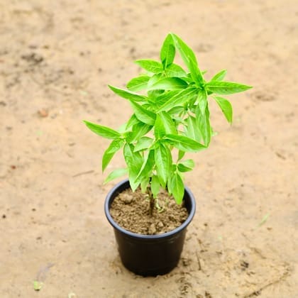 Thai Basil in 6 Inch Nursery Pot