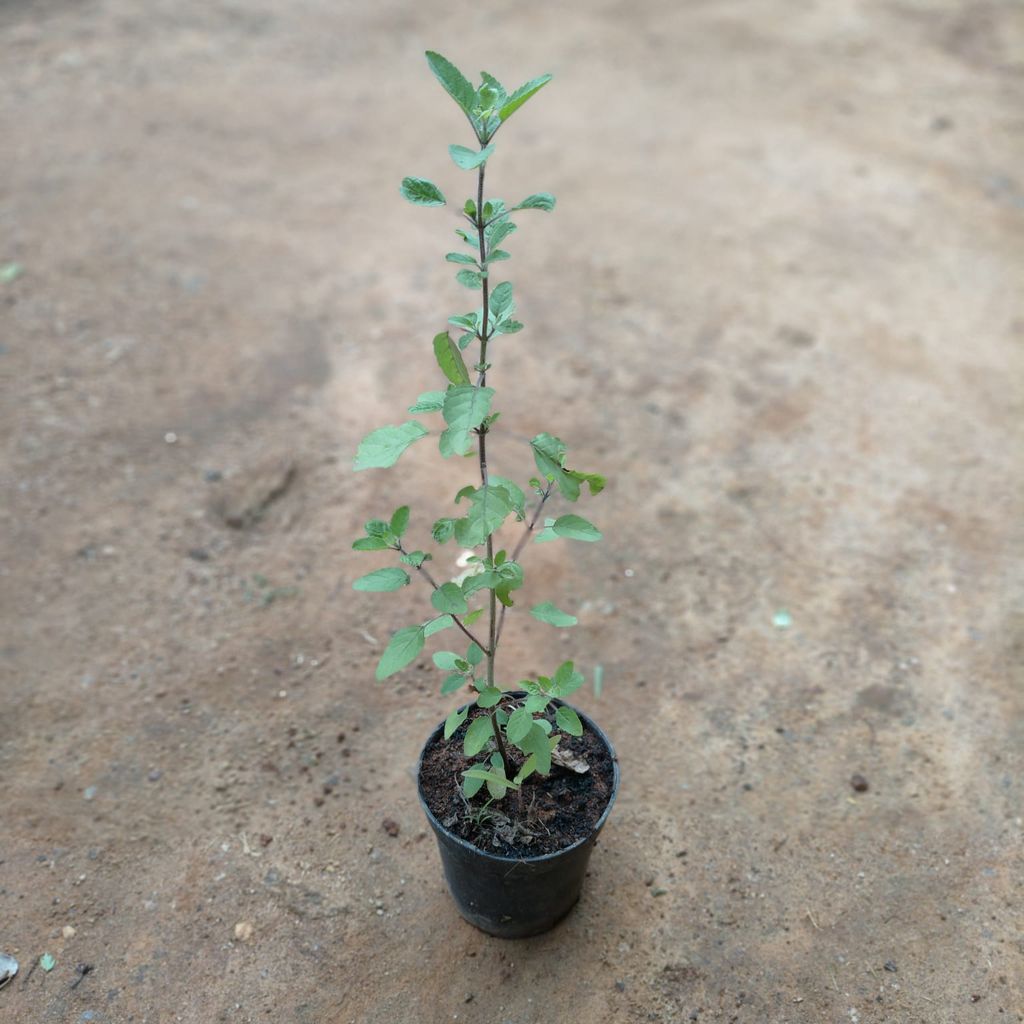 Buy Rama Tulsi in 5 Inch Nursery Pot Online | Urvann.com Rama Tulsi in 5 Inch Nursery Pot