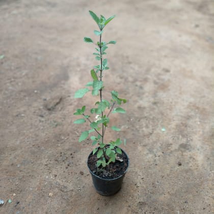 Buy Rama Tulsi  in 5 Inch Nursery Pot Online | Urvann.com