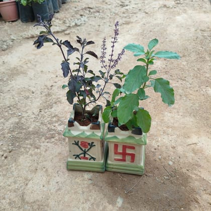 Buy Set of 2 - Rama & Shyama Tulsi in 5 Inch Designer Tulsi Ceramic Pot  Online | Urvann.com