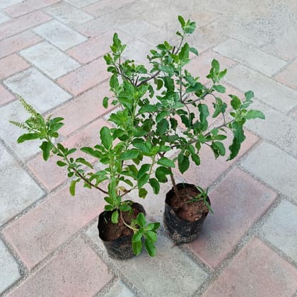 Buy Set of 2 - Rama Tulsi in 3 Inch Nursery Bag Online | Urvann.com