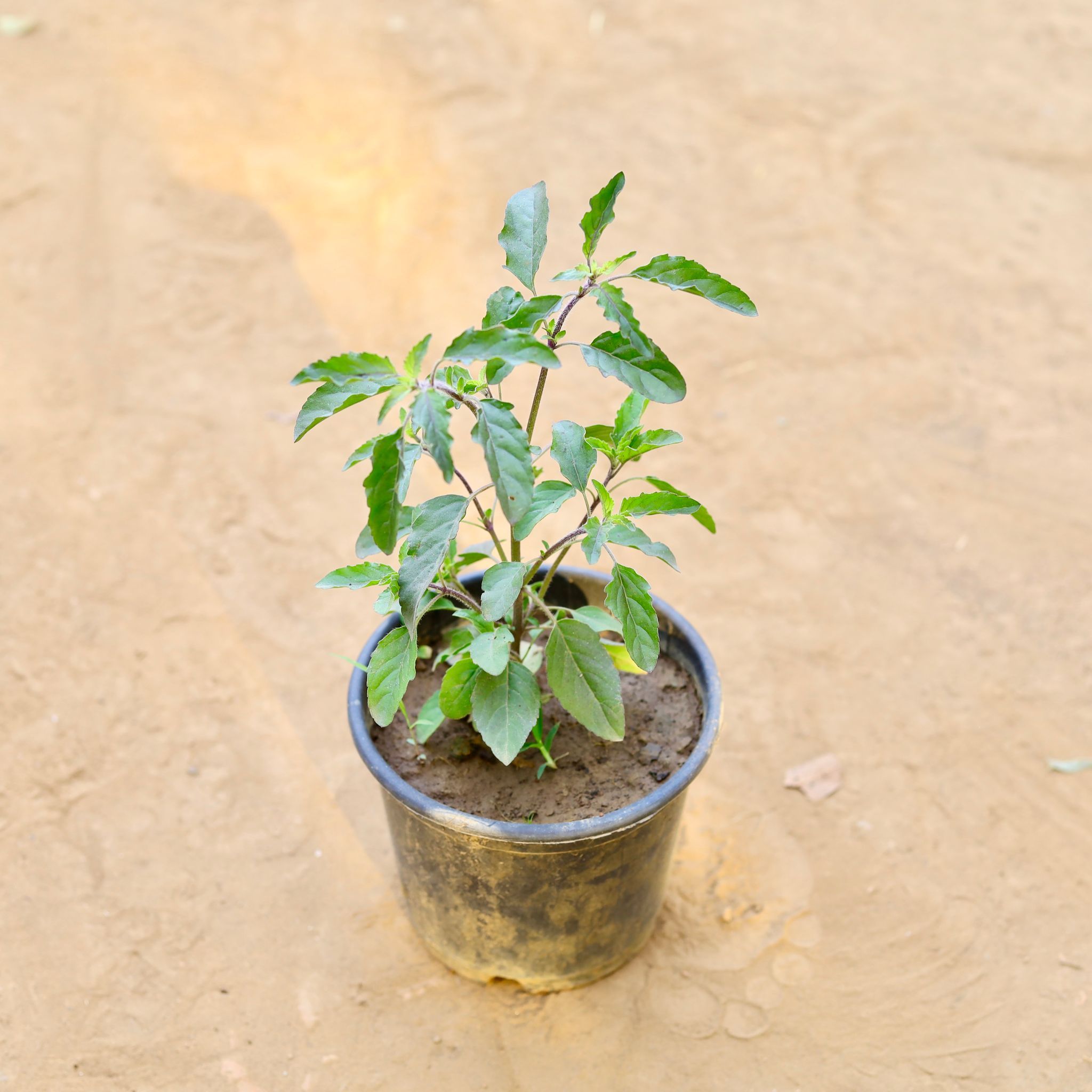 Shyama Tulsi in 6 Inch Nursery Pot