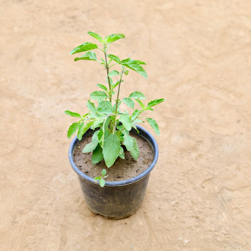 Buy Rama Tulsi in 6 Inch Nursery Pot Online | Urvann.com Rama Tulsi in 6 Inch Nursery Pot