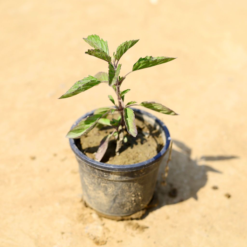 Buy Shyama Tulsi in 4 Inch Nursery Pot Online | Urvann.com Shyama Tulsi in 4 Inch Nursery Pot