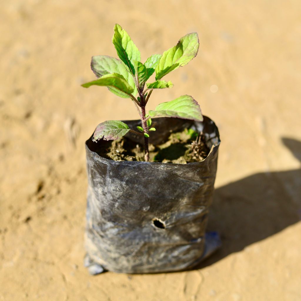 Buy Tulsi / Holy Basil in 3 Inch Nursery Bag Online | Urvann.com Tulsi / Holy Basil in 3 Inch Nursery Bag