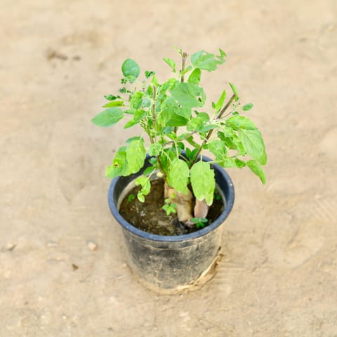 Rama Tulsi in 8 Inch Nursery Pot