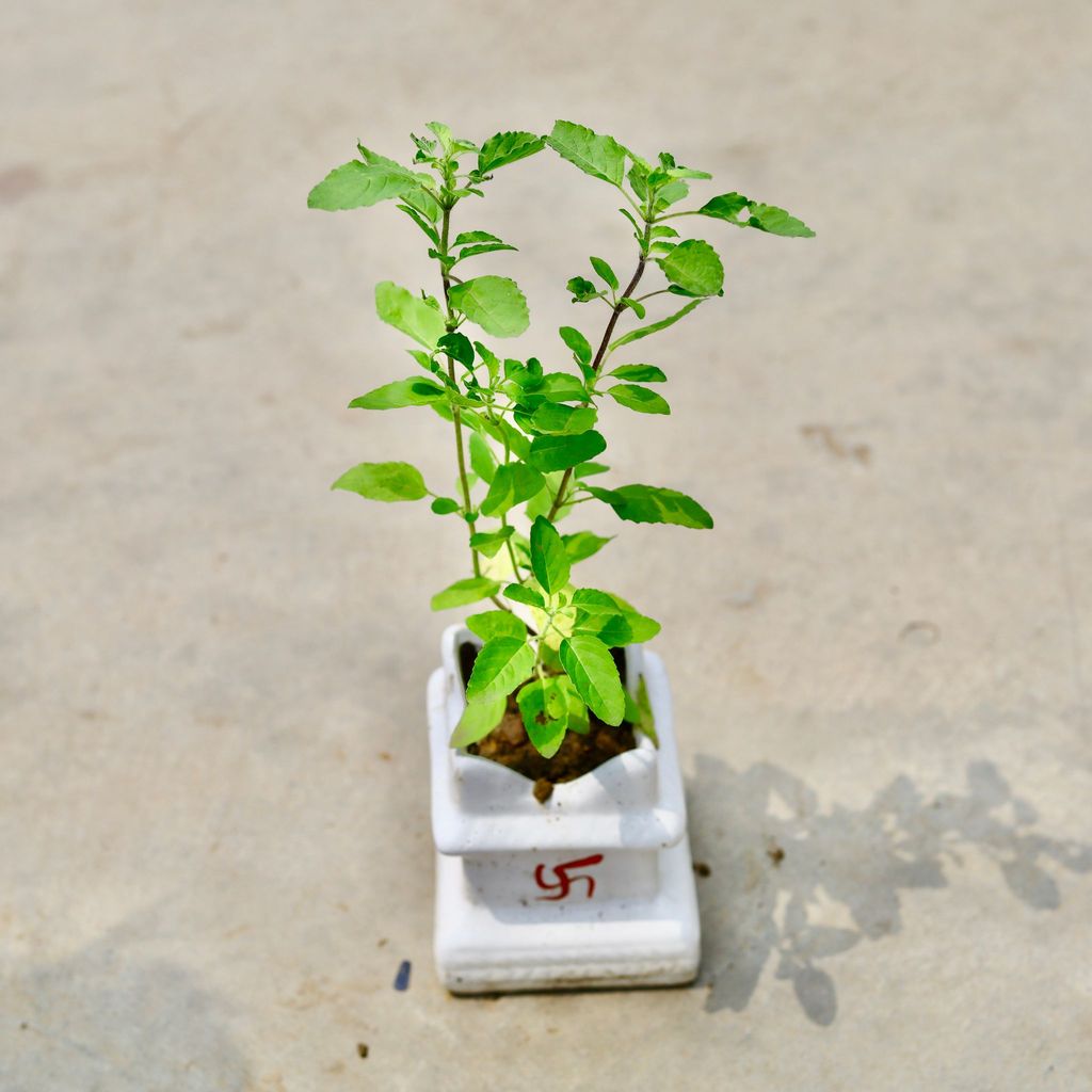 Buy Rama Tulsi in 5 Inch White Tulsi Designer Ceramic Pot Online | Urvann.com Rama Tulsi in 5 Inch White Tulsi Designer Ceramic Pot