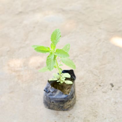 Buy Tulsi in 4 Inch Nursery Bag Online | Urvann.com