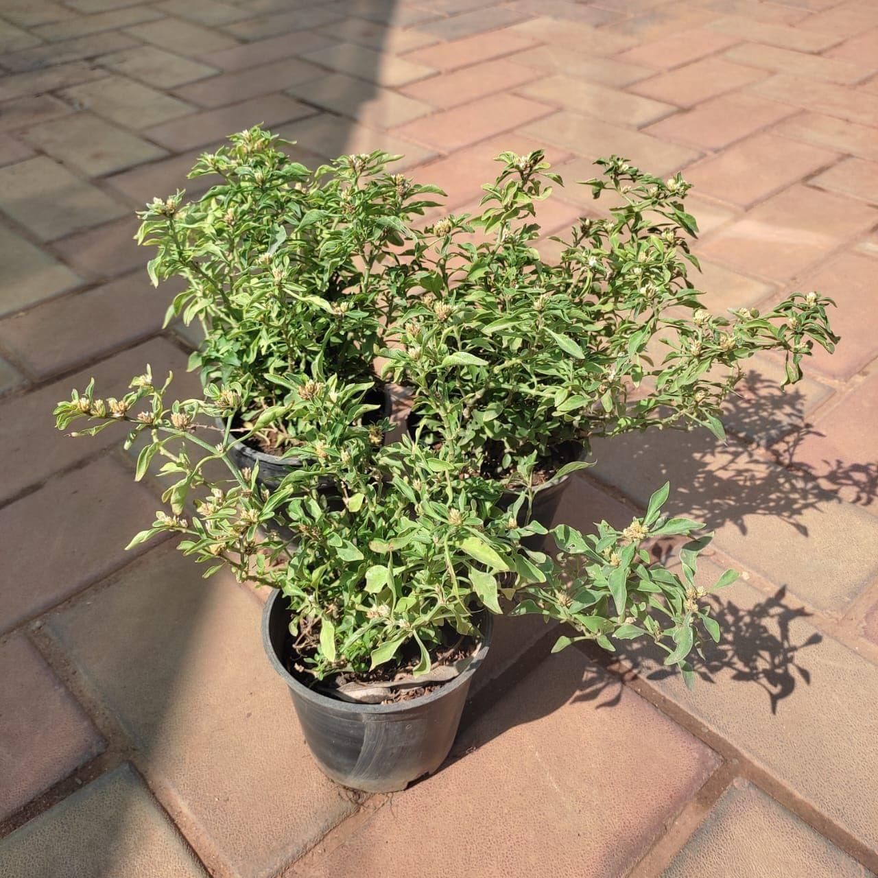 Set of 3 - Holy Basil / Tulsi in 4 Inch Nursery Pot