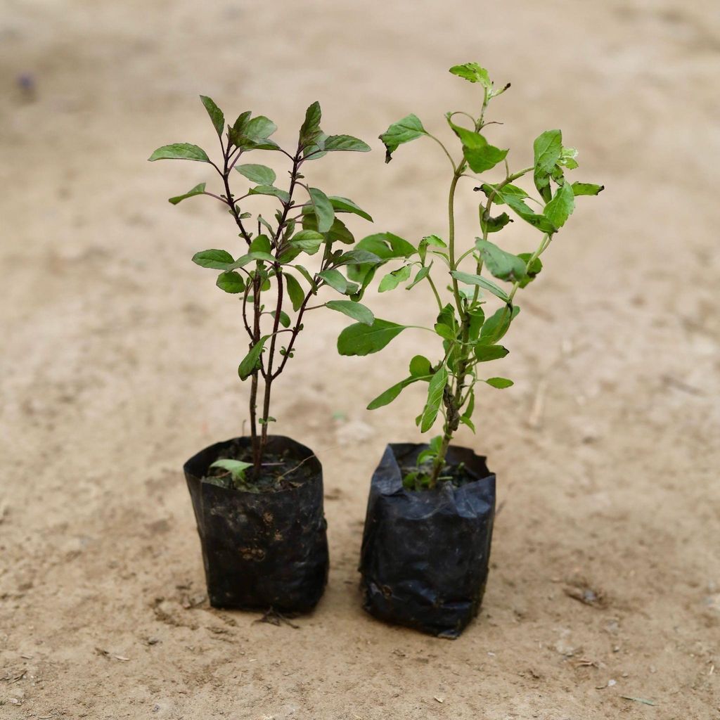 Set of 2 - Rama & Shyama Tulsi in 3 Inch Nursery Bag Set of 2 - Rama & Shyama Tulsi in 3 Inch Nursery Bag