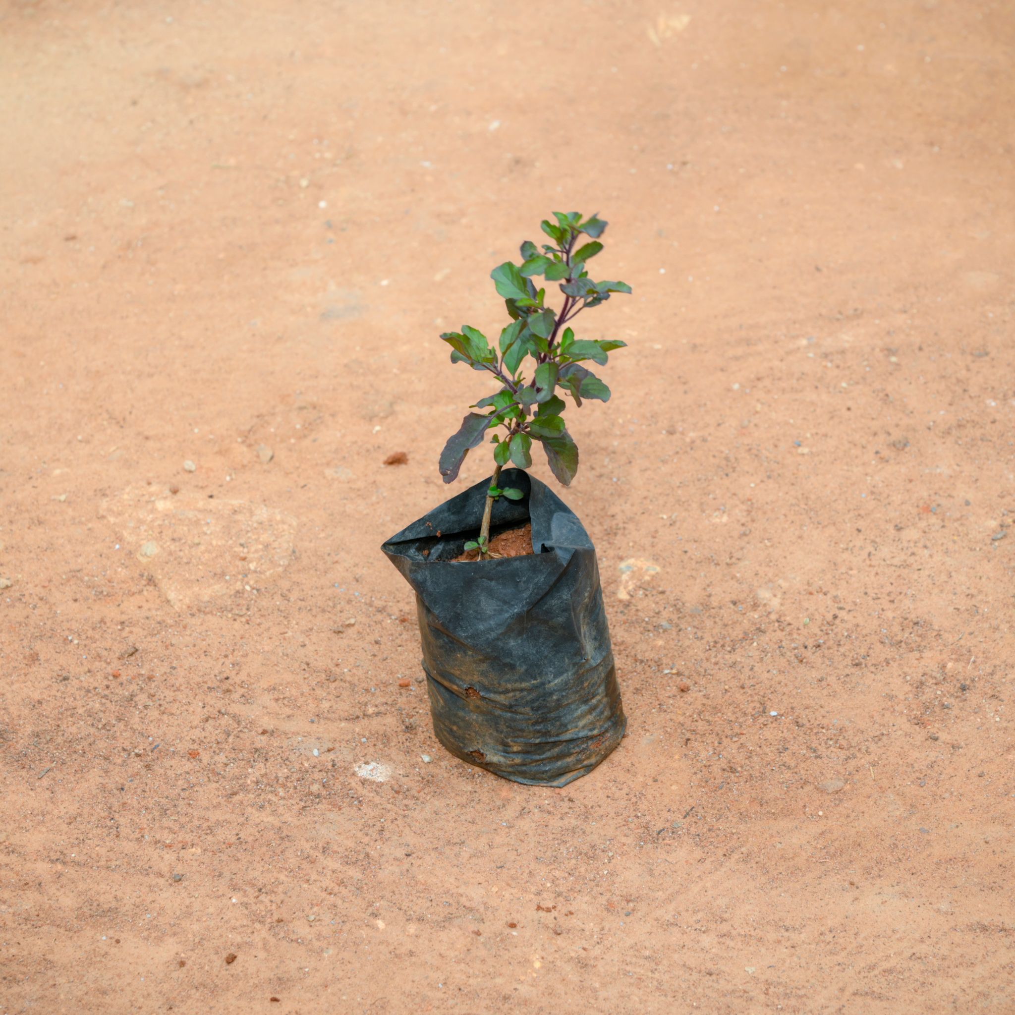 Shyama Tulsi in 3 Inch Nursery Bag