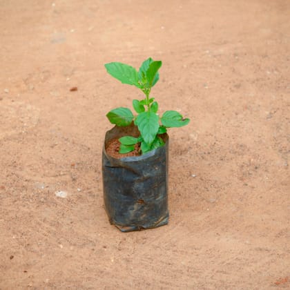 Buy Rama Tulsi in 3 Inch Nursery Bag Online | Urvann.com